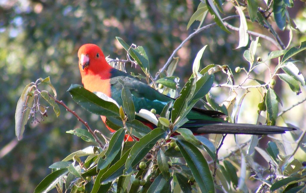 Wallaby Ridge Retreat Bed & Breakfast 4*