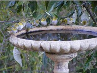 Wallaby Ridge Retreat Bed & Breakfast Mount Tamborine